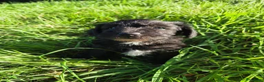 Schnoodle 1