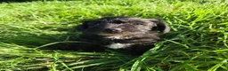 Schnoodle dogs for sale: Beautiful schnoodle puppies  - Advert 11