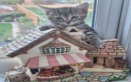 Domestic Shorthair cats for sale: ✨️ Beautiful 2 kittens 🩷🩵 Ready for homes now ✨️ - Image 1