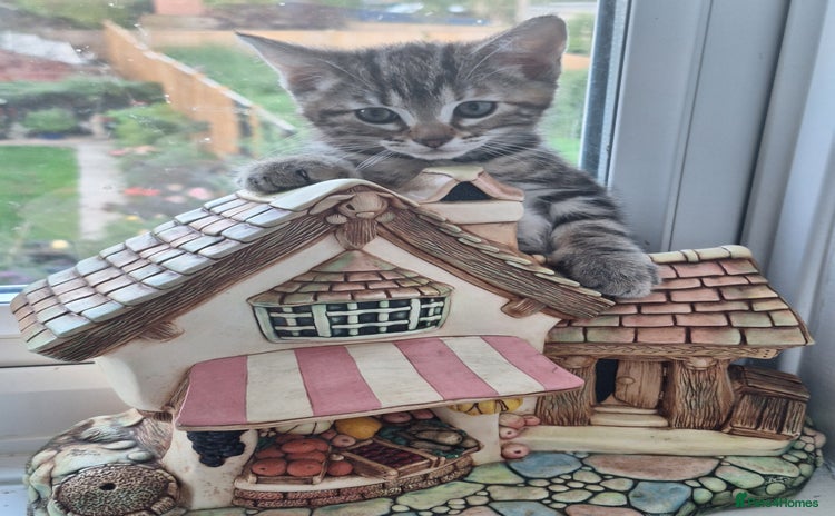 Domestic Shorthair cats - Advert 2