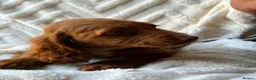 Cocker Spaniel dogs for sale: 9 Gorgeous Cocker Spaniel Puppies For Sale! - Advert 13