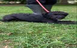 Patterdale Terrier dogs for sale: Patterdale puppy  - Image 3