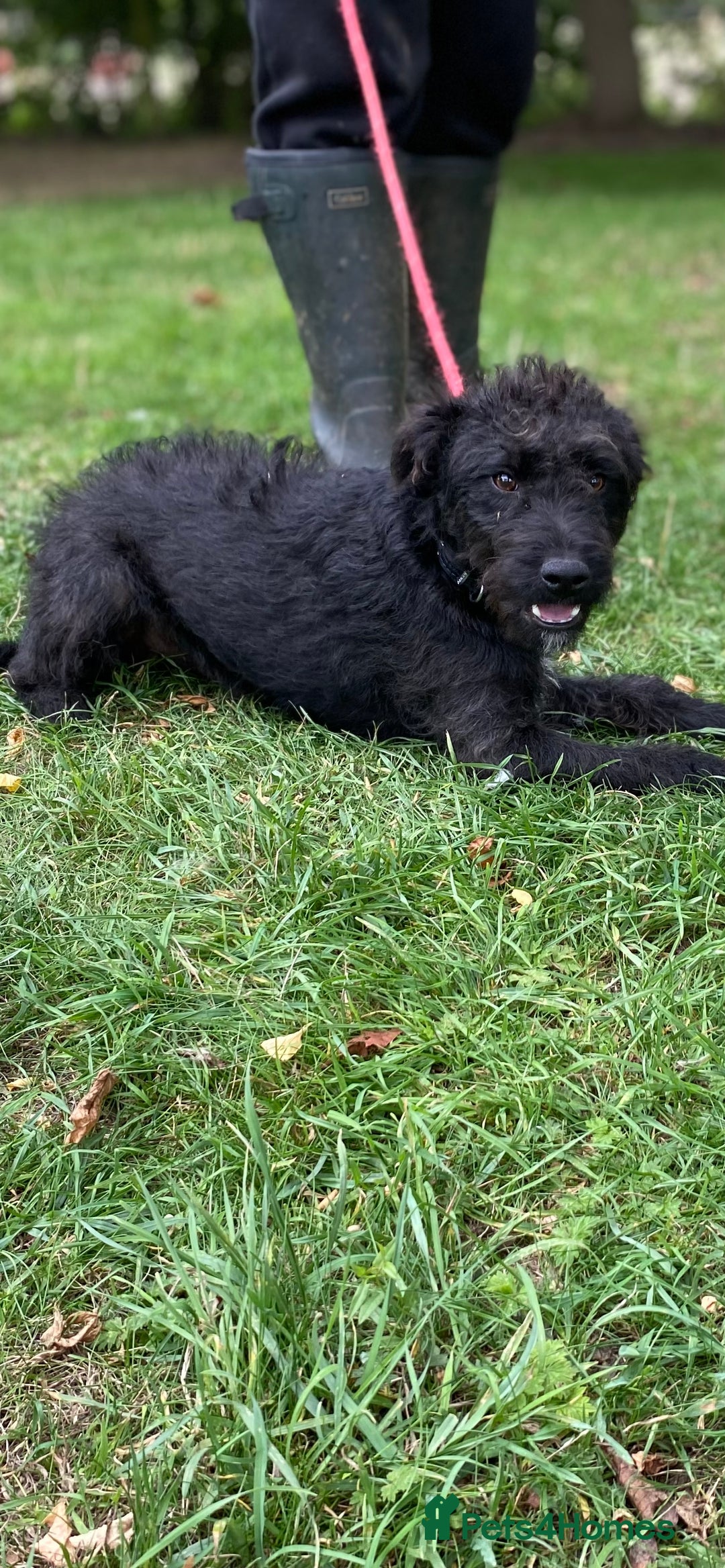 Patterdale Terrier dogs for sale: Patterdale puppy  - Image 3