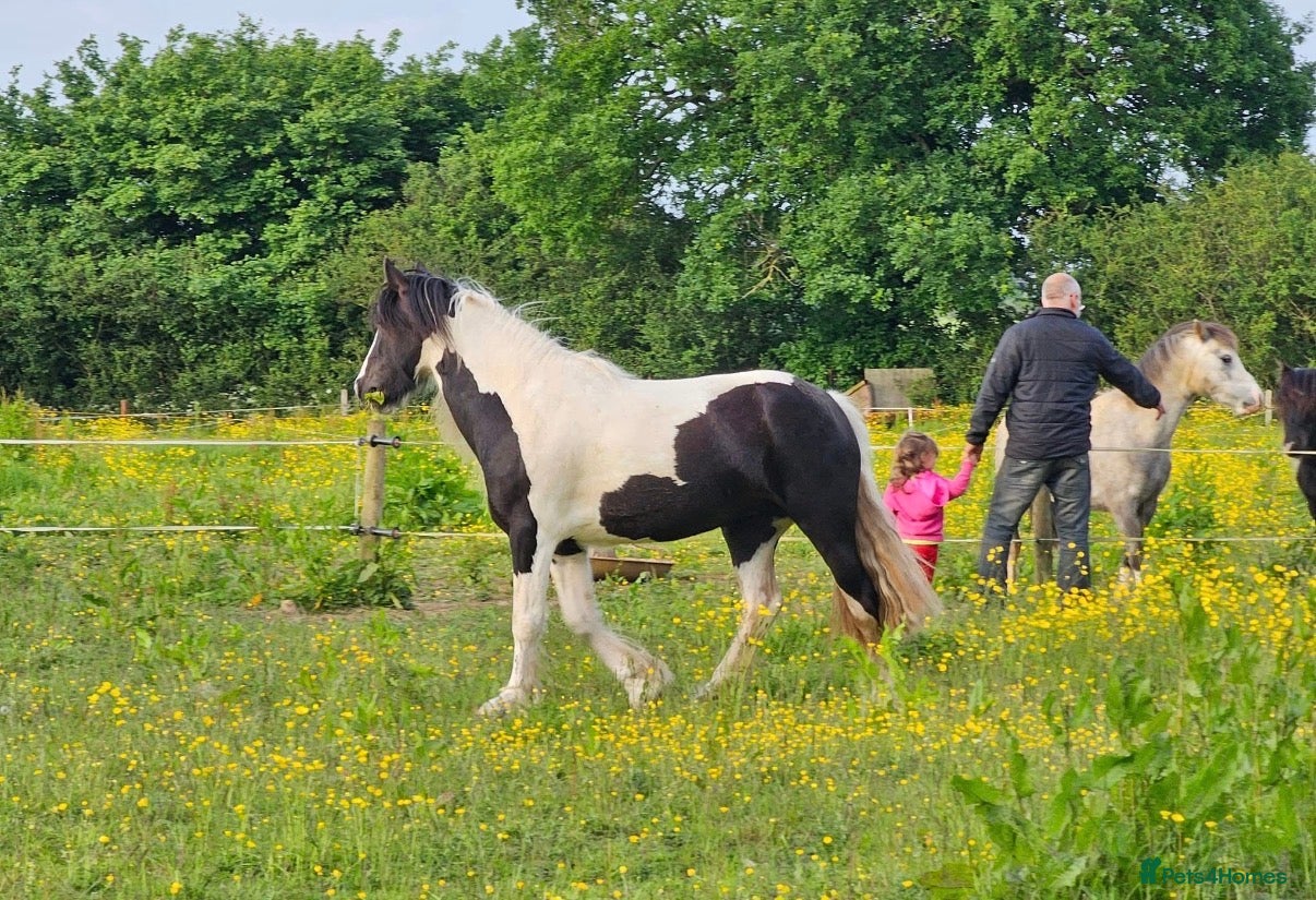 Irish Cob horses 14.2 5 year old mare in Stamford - Advert 7