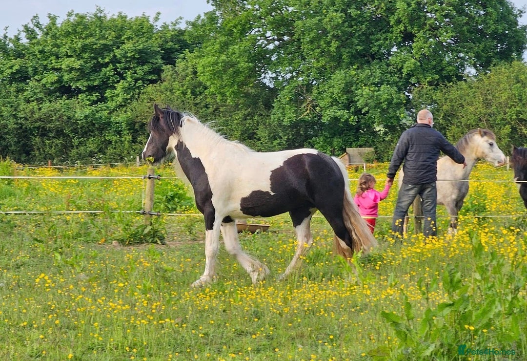 Irish Cob horses for sale: 14.2 5 year old mare in Stamford - Advert 1