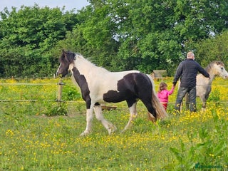 Irish Cob horses 14.2 5 year old mare in Stamford - Advert 4