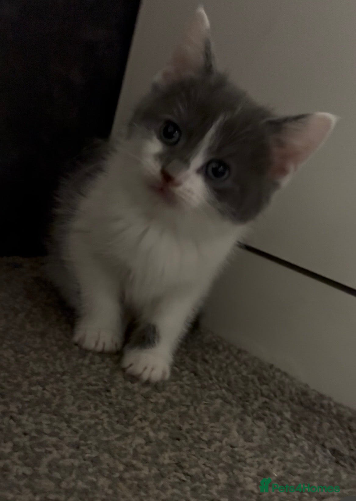 Mixed Breed cats Five kittens looking for their forever home  - Advert 10