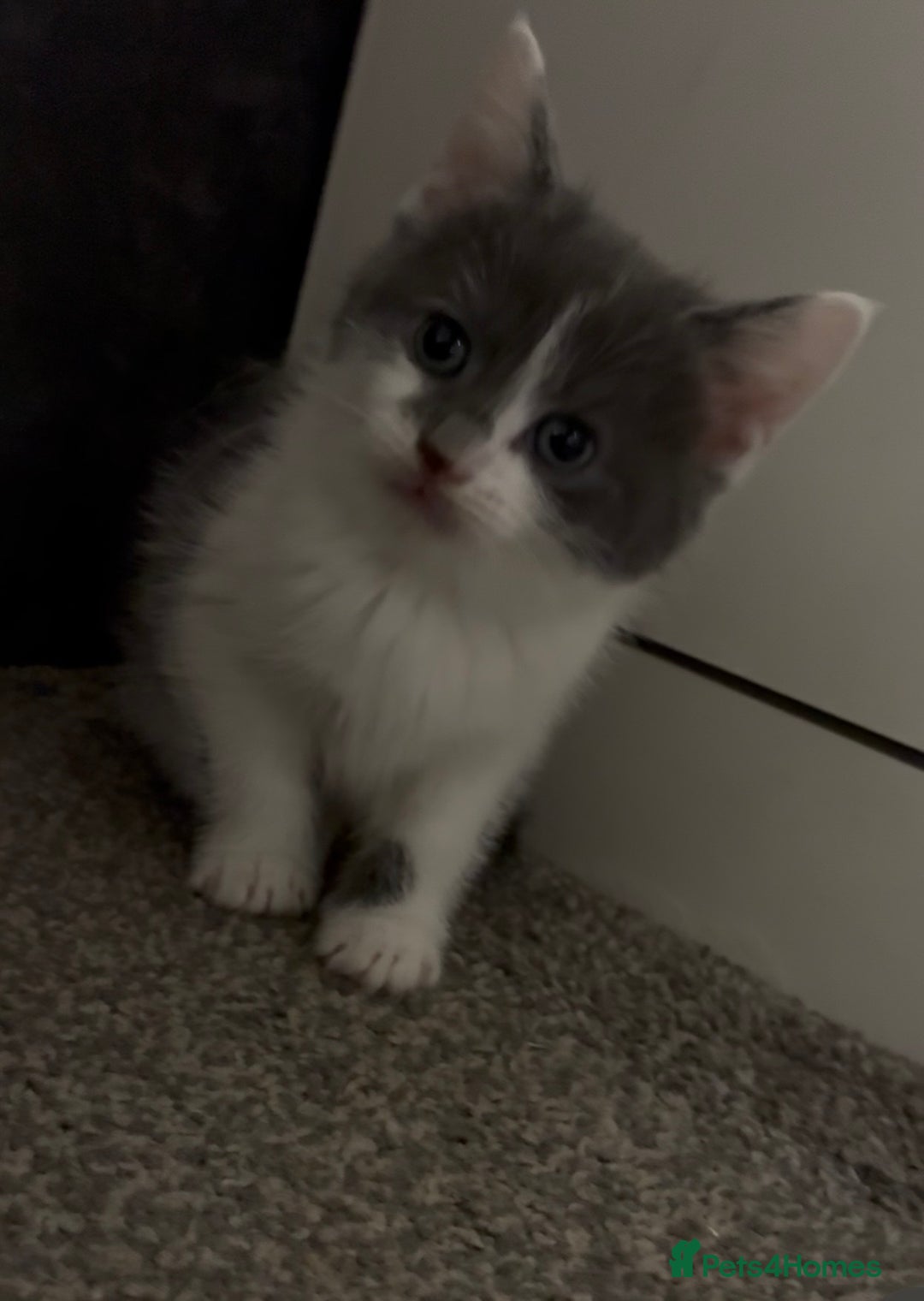 Mixed Breed cats for sale: Five kittens looking for their forever home  - Advert 5