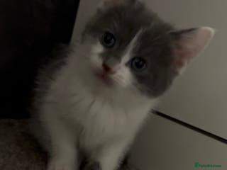 Mixed Breed cats Five kittens looking for their forever home - Advert 6