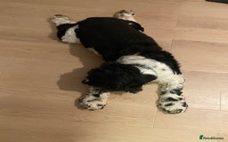 Cocker Spaniel dogs for sale: cocker spaniel girl - Image 7