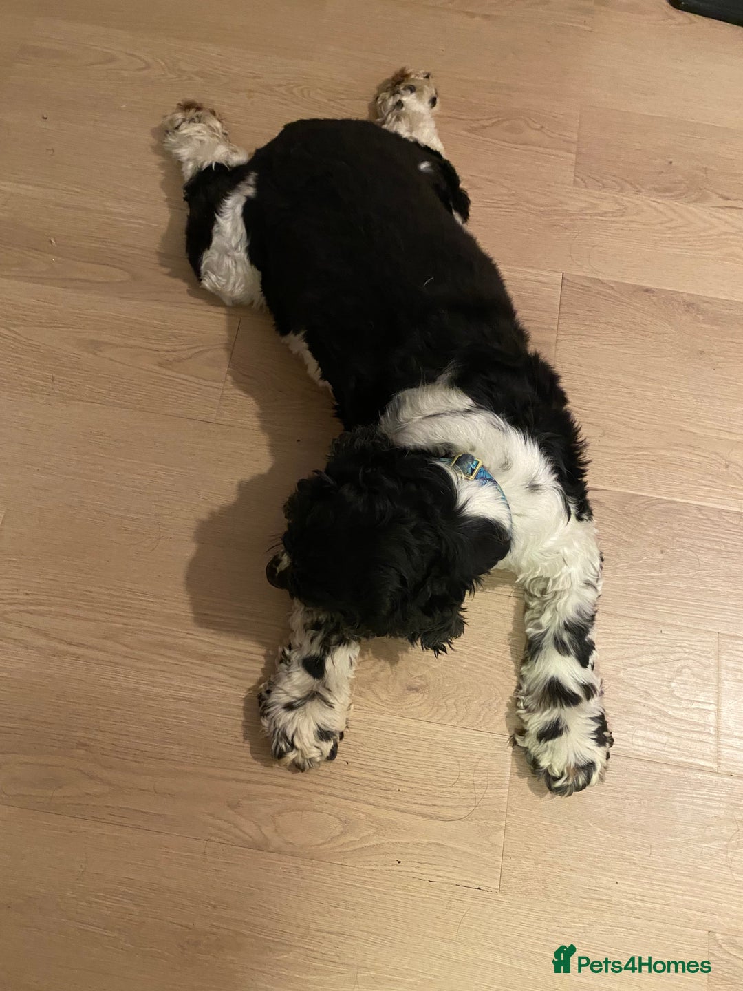 Cocker Spaniel dogs for sale: cocker spaniel girl - Image 7