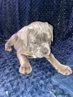 Olde English Bulldogge dogs Olde English bulldog puppies ready to leave - Advert 3