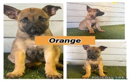 Belgian Shepherd Dog dogs for sale: Belgian malinois puppies  - Image 17