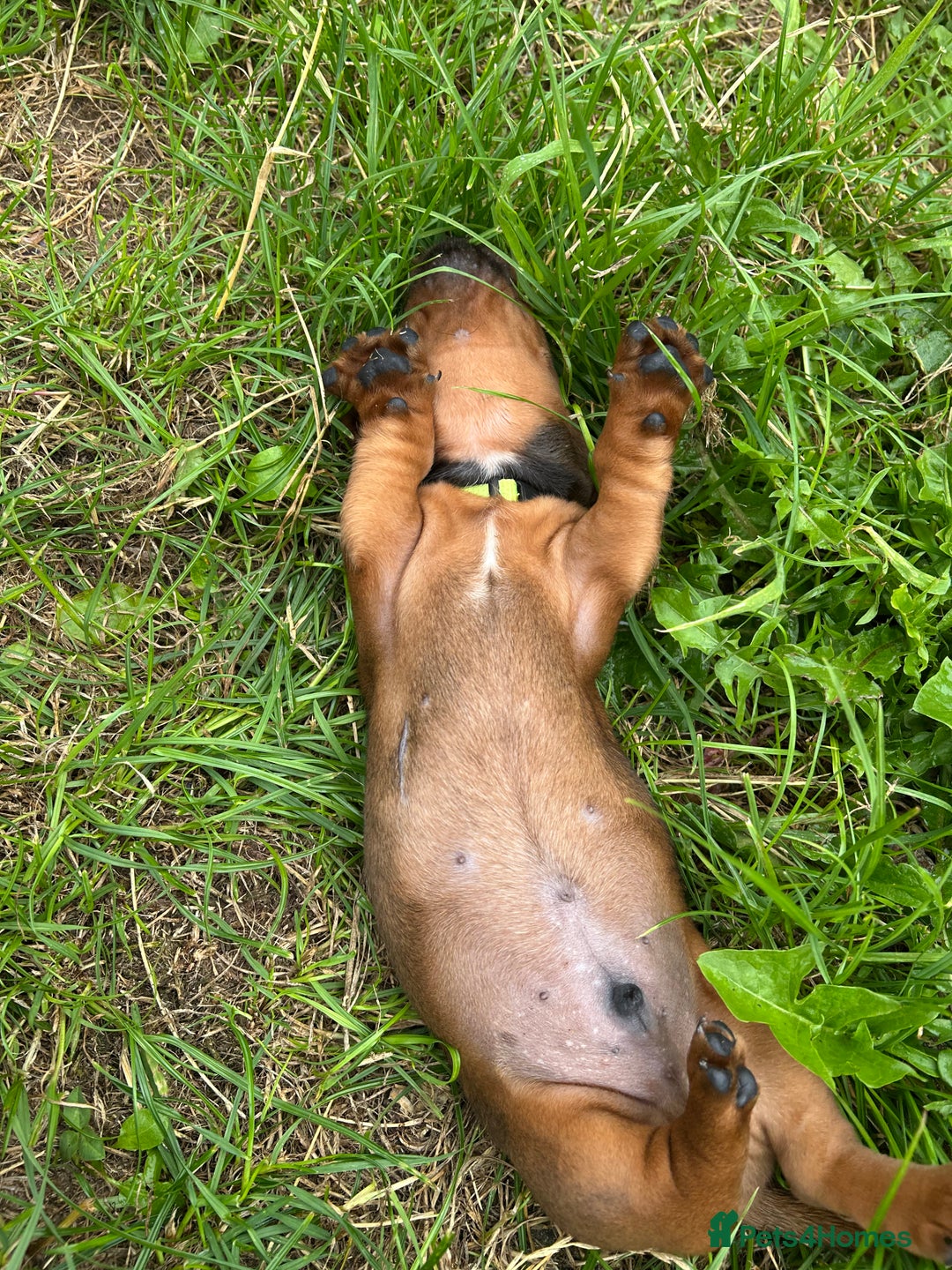 Dachshund dogs for sale: TOP QUALITY KC STANDARD SMOOTH DACHSHUNDS - Image 5