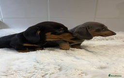 Miniature Dachshund dogs for sale: 2 stunning miniature dachshund puppy’s  - Image 1