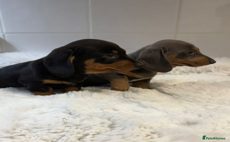 Miniature Dachshund dogs - Advert 14