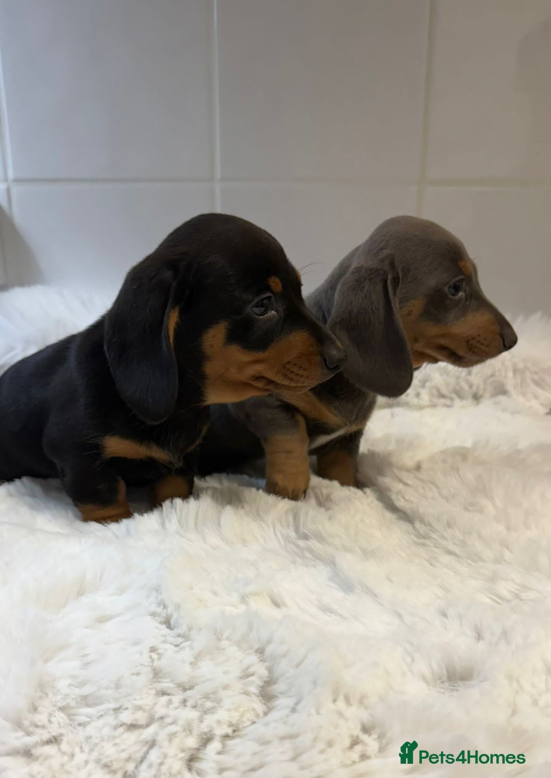 Miniature Dachshund dogs for sale: 2 stunning miniature dachshund puppy’s  - Image 1