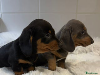 Miniature Dachshund dogs for sale - Advert 1