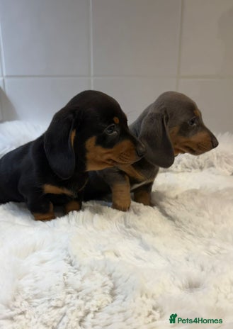 Miniature Dachshund dogs - Advert 2