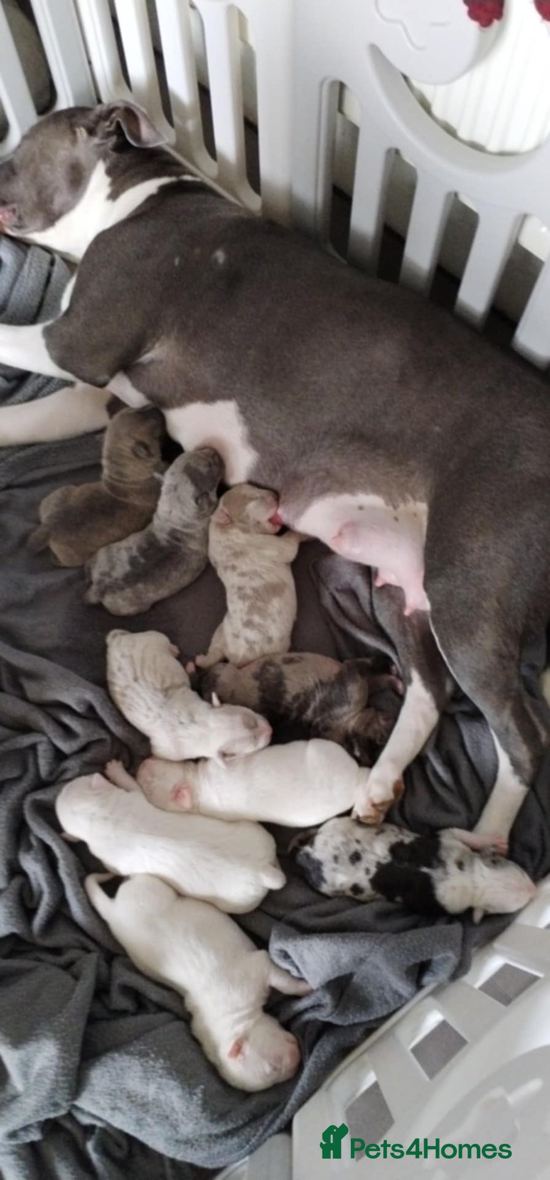 American Bulldog dogs for sale: 4 gorgous pups - Image 10