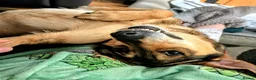 Mixed Breed dogs for adoption: Solo Buddy in Chatham - Advert 7