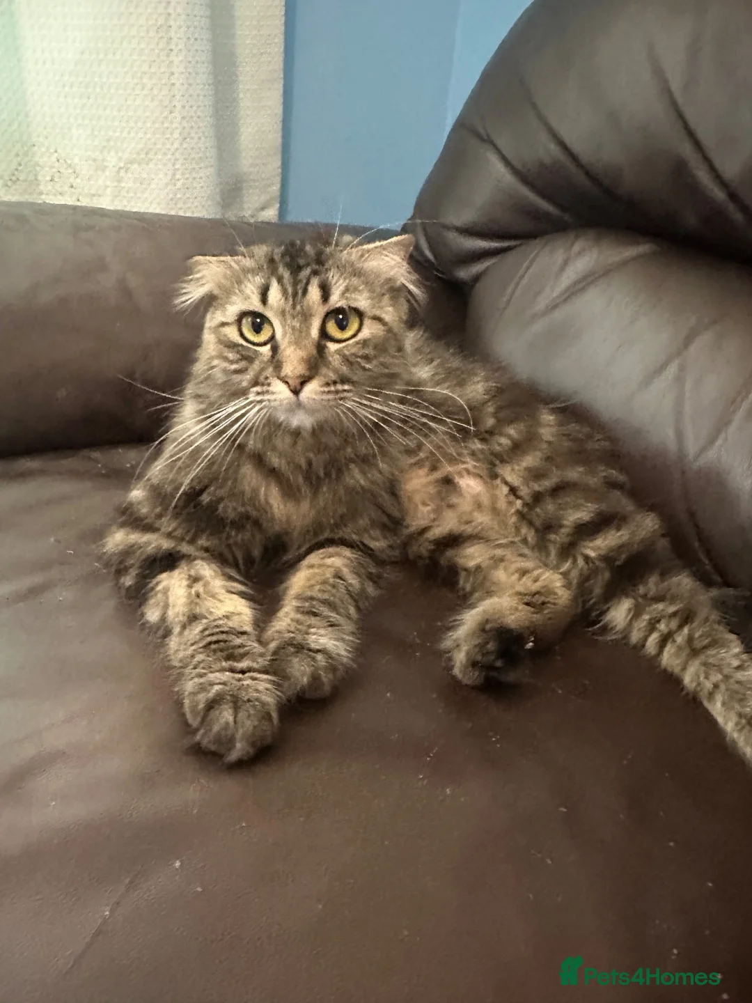 Scottish Fold cats for sale: Scottish fold in Cardiff - Advert 1