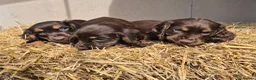 Cocker Spaniel dogs for sale: Kc reg cocker spaniel pups - Advert 5