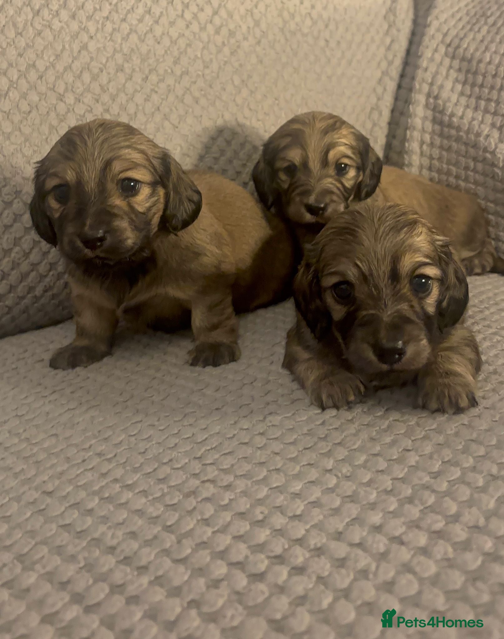 Miniature Dachshund dogs Gorgeous Long haired dachshund pups  - Advert 6