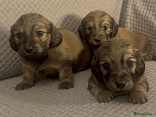 Miniature Dachshund dogs Gorgeous Long haired dachshund pups - Advert 6