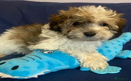 Mixed Breed dogs for sale: Beautiful Shihpoo cross maltese puppies - Image 16