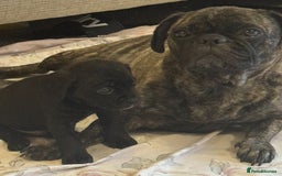 Mixed Breed dogs for sale: Gorgeous Pugapoos ready to leave 07/10/25 - Image 15