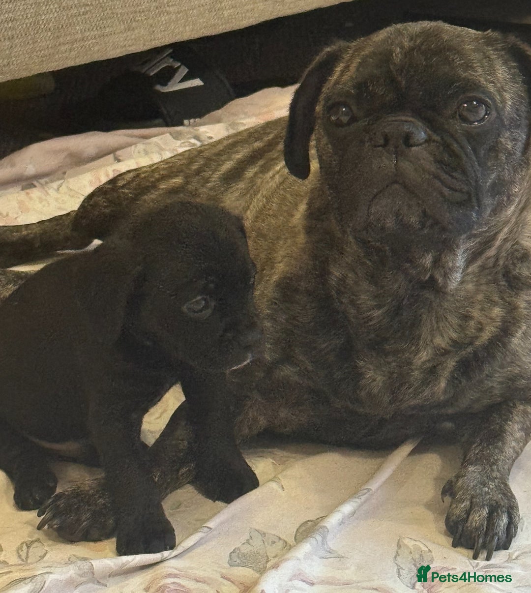 Mixed Breed dogs for sale: Gorgeous Pugapoos ready to leave 07/10/25 - Image 15