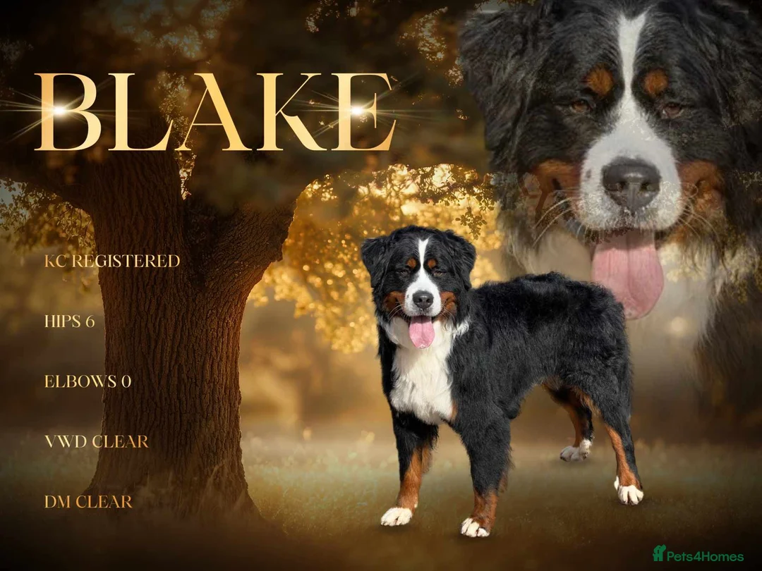 Bernese Mountain Dog dogs for stud: For stud dna tested Bernese mountain dog for stud  in Market Drayton - Advert 11