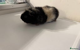 Guinea Pig rodents for sale: Stunning male  guinea pig  - Image 1