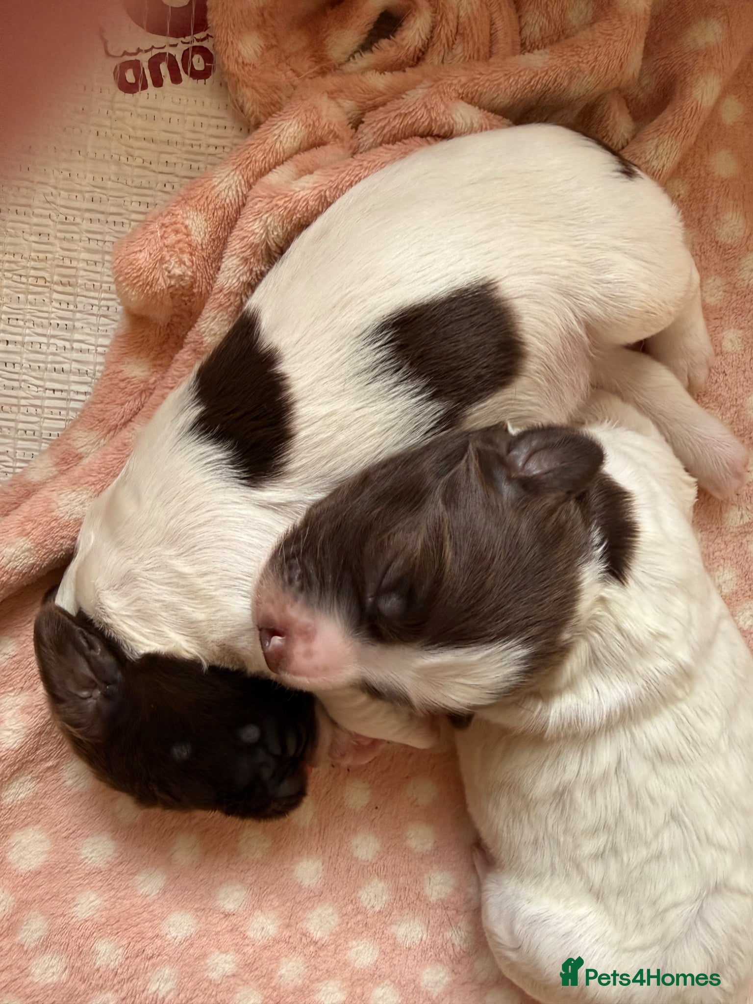 English Springer Spaniel dogs Springer spaniel puppies  - Advert 6