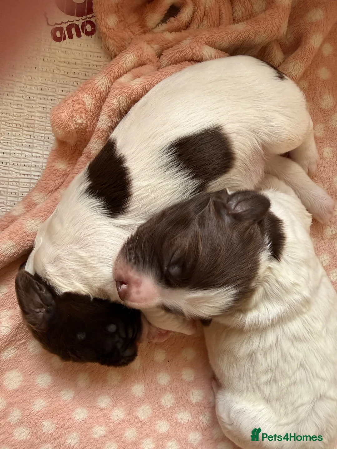 English Springer Spaniel dogs for sale: Springer spaniel puppies  - Advert 1