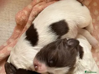 English Springer Spaniel dogs Springer spaniel puppies - Advert 6