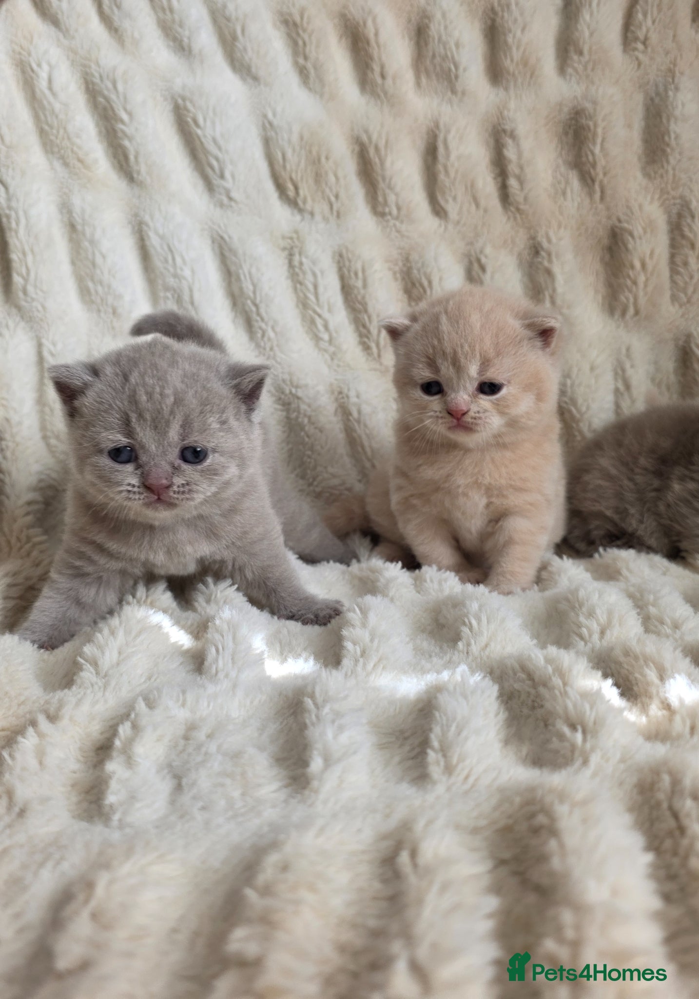 British Shorthair cats for sale: Outstanding quality British shorthair kittens  - Advert 3