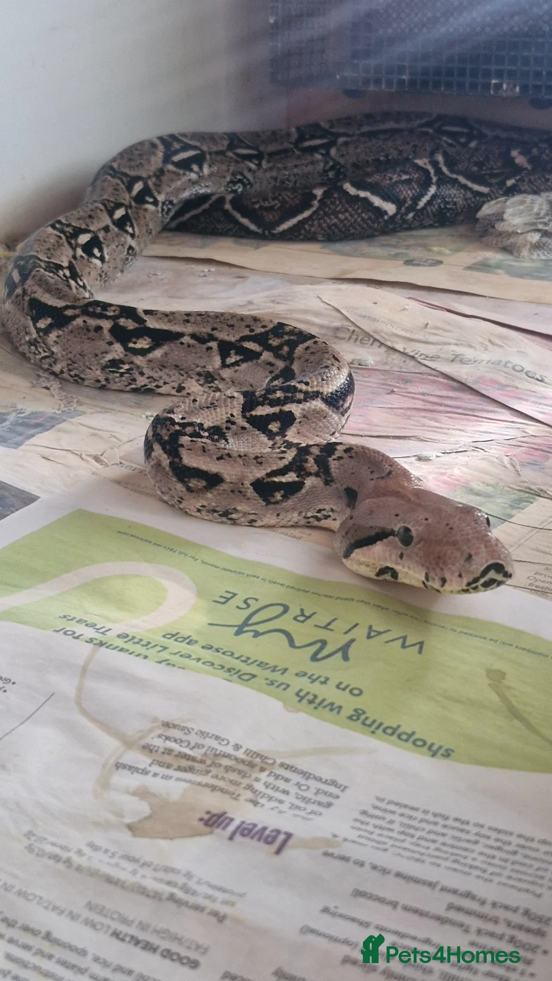 Boa Snake reptiles for sale: Male Common Boa - Advert 1