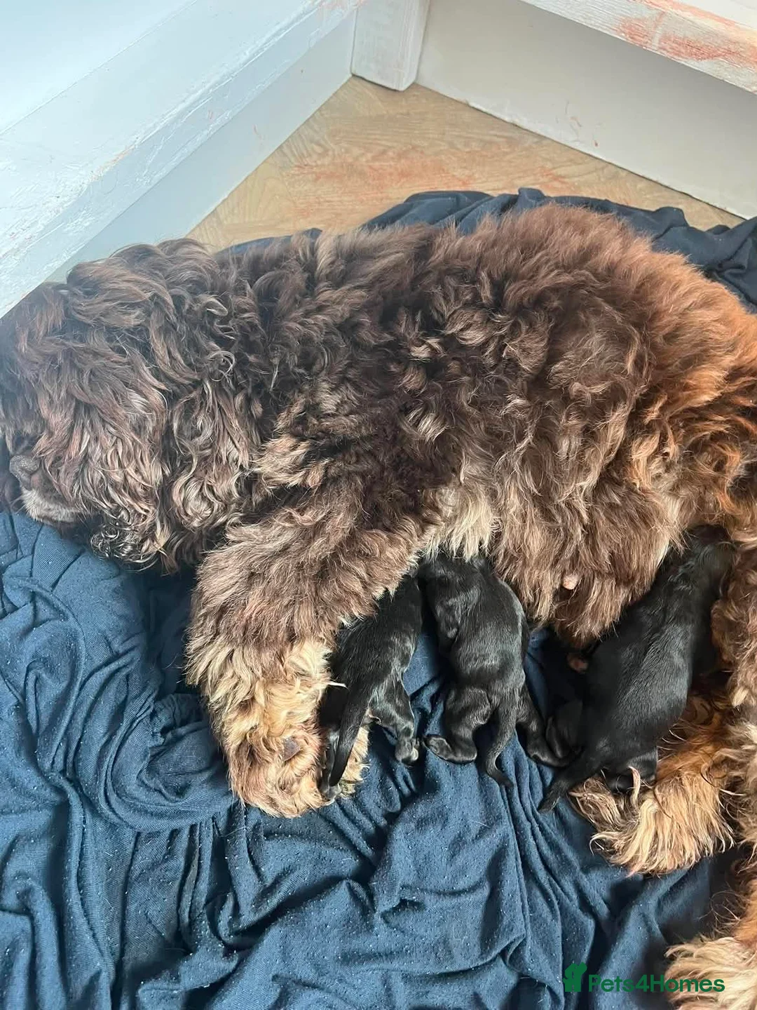 Cockapoo dogs for sale: Stunning American cockapoos in Wisbech - Advert 2