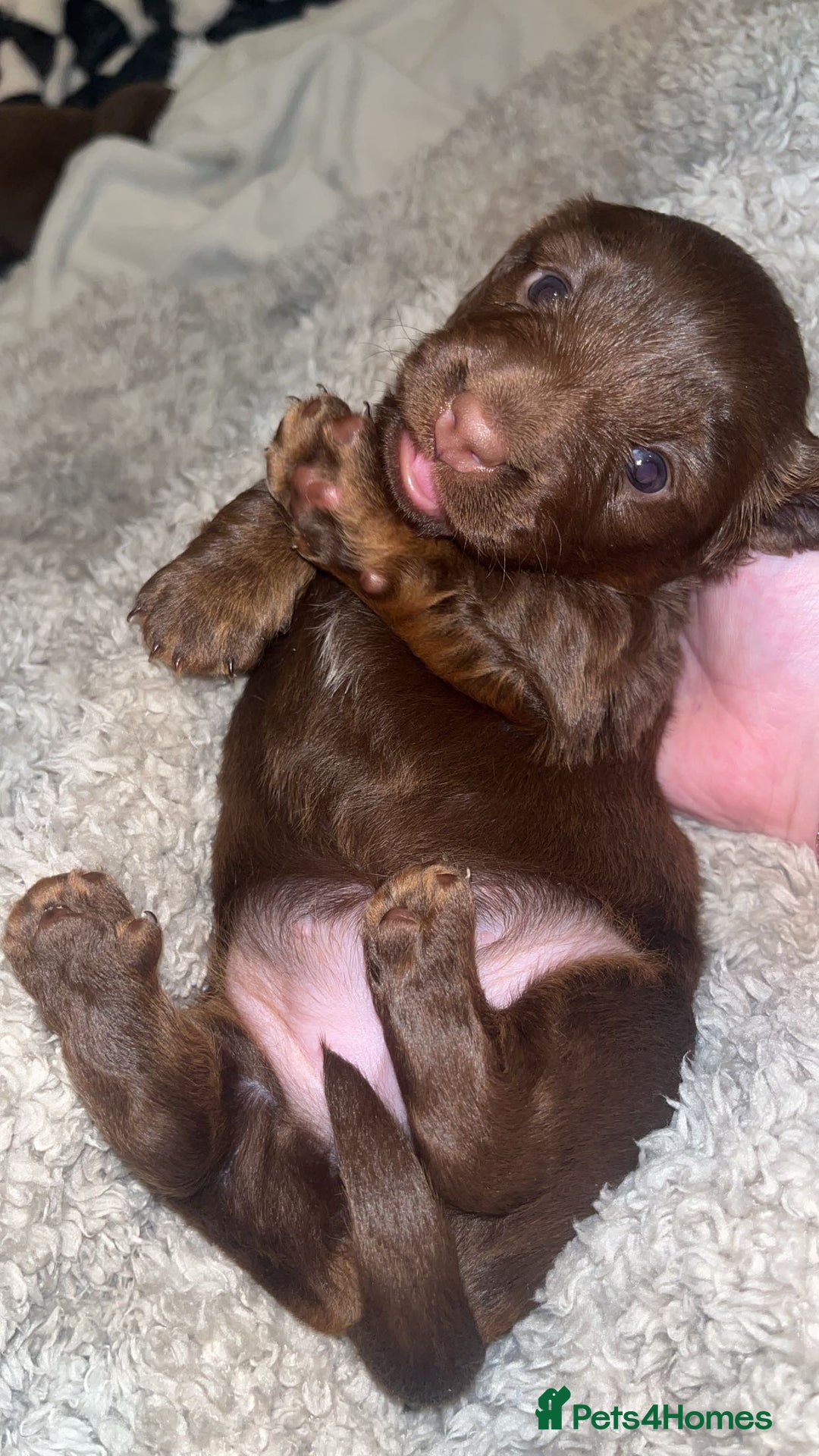 Miniature Dachshund dogs for sale: Our chocolate and tan pups  - Advert 3