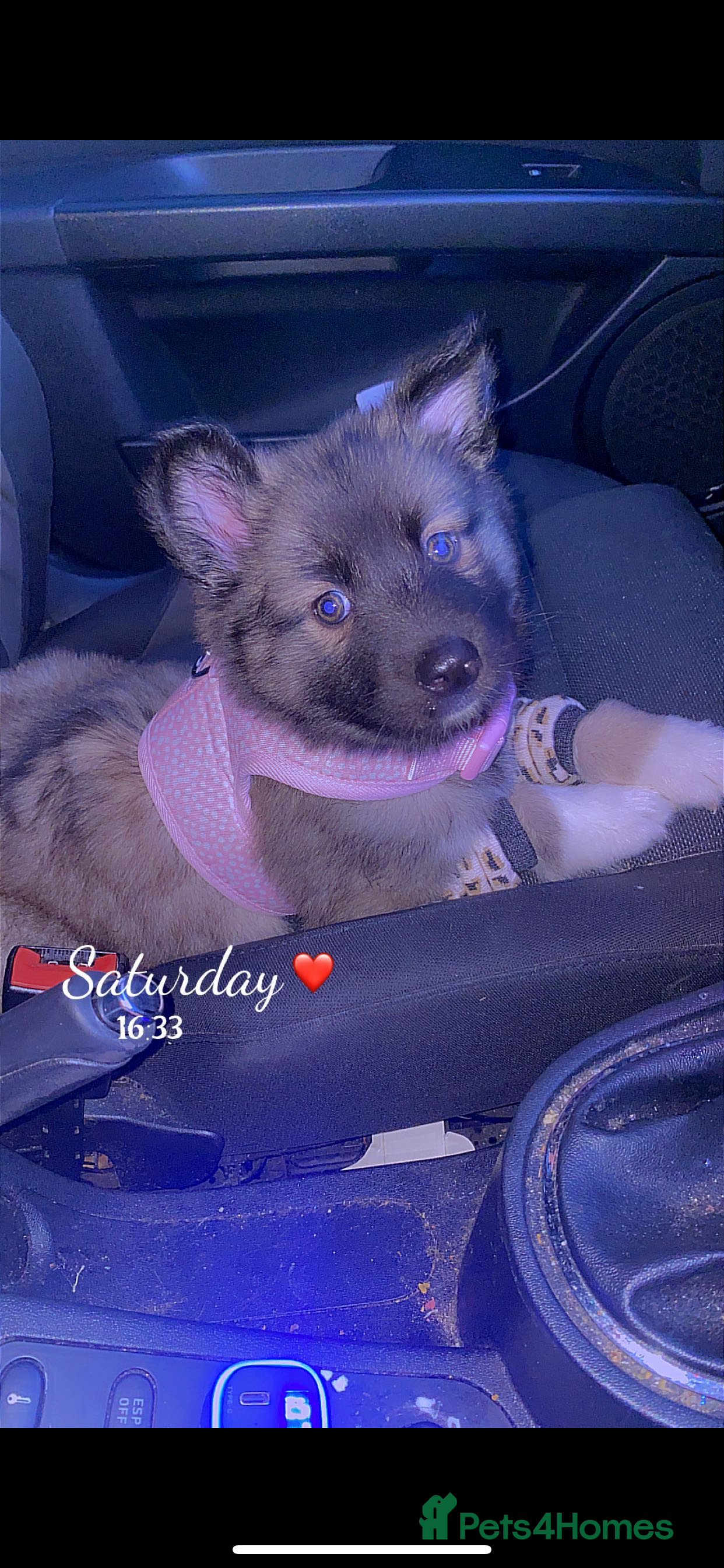 Shepsky dogs Puppy for sale - Advert 1