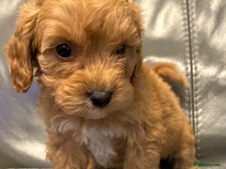 Cockapoo dogs F1 cockapoo puppies - Advert 13