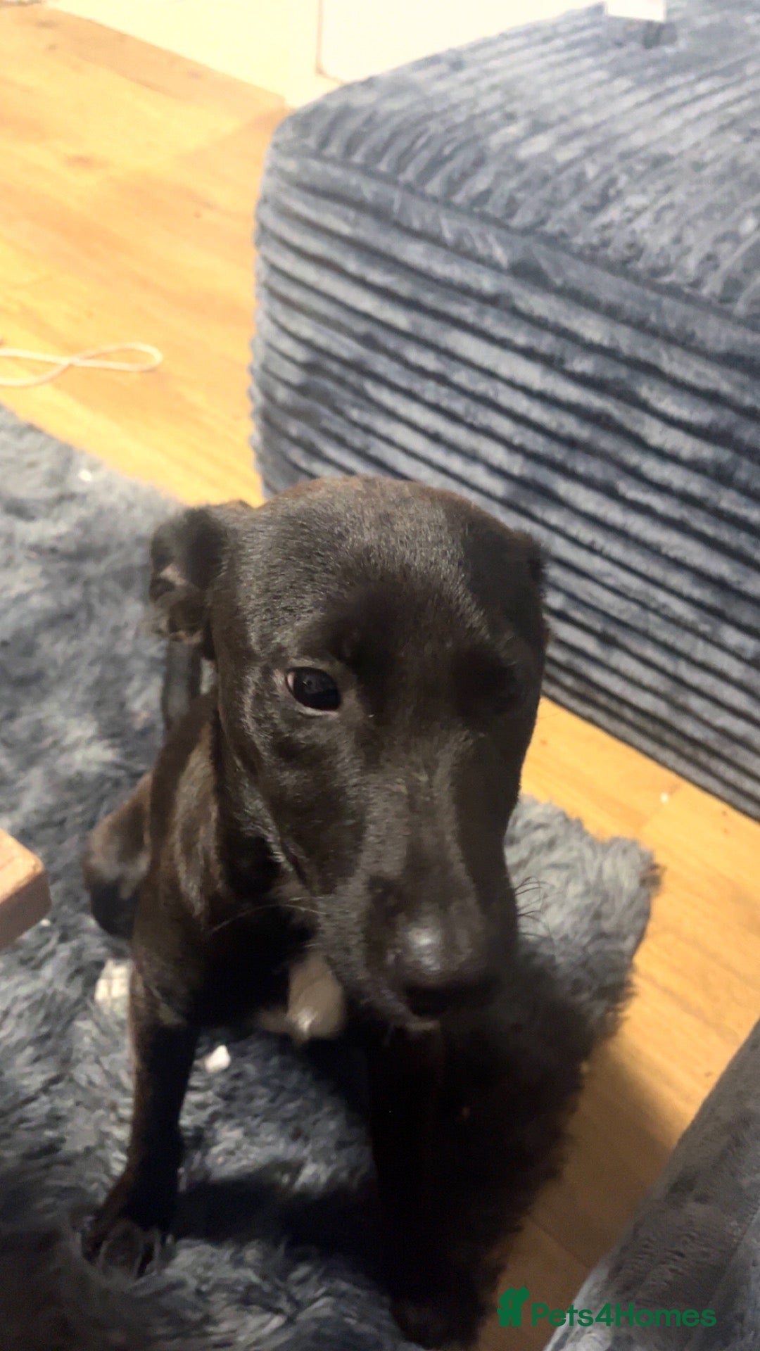 Mixed Breed dogs 8 month old puppy for sale - Advert 12