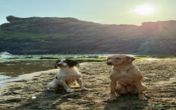 Labrador Retriever dogs for sale: Beautiful boys - Image 4