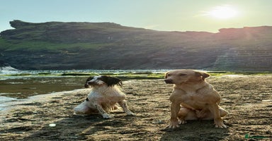Labrador Retriever dogs - Advert 14