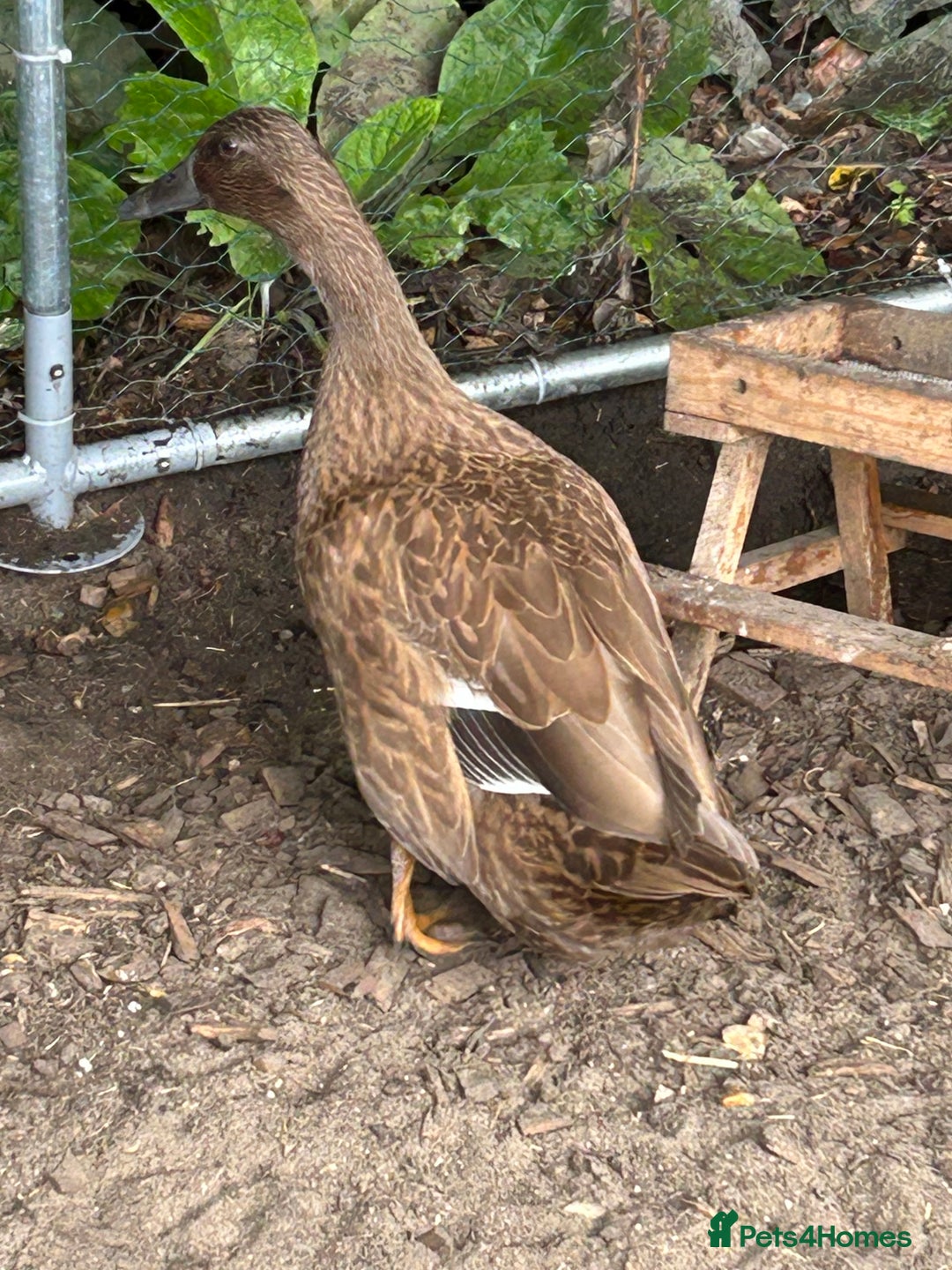 Ducks poultry for sale: 2 duck for sale  - Image 6