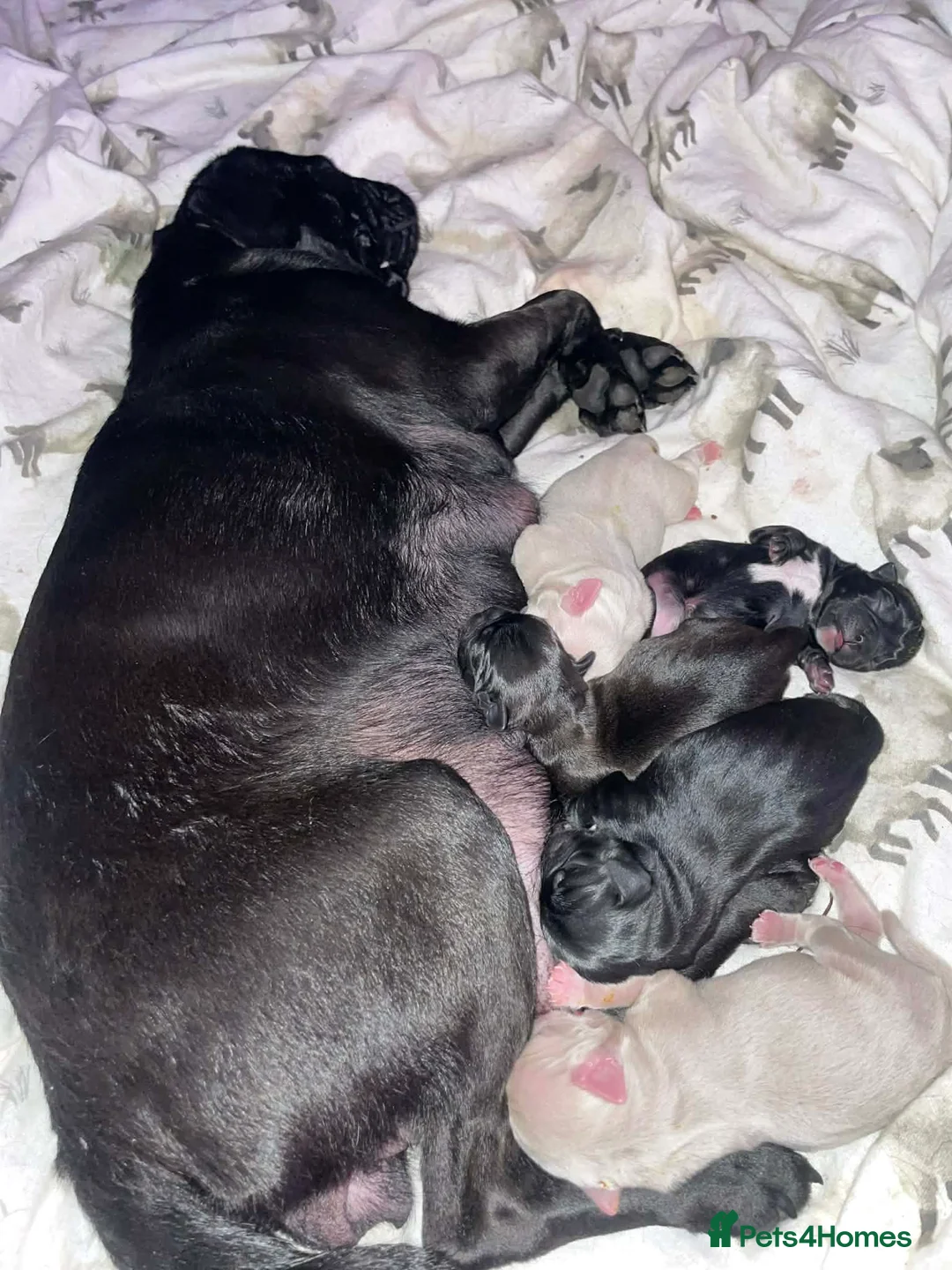 Jug dogs for sale: 🐶 Adorable Jug Puppies for Sale 🐶 - Advert 2