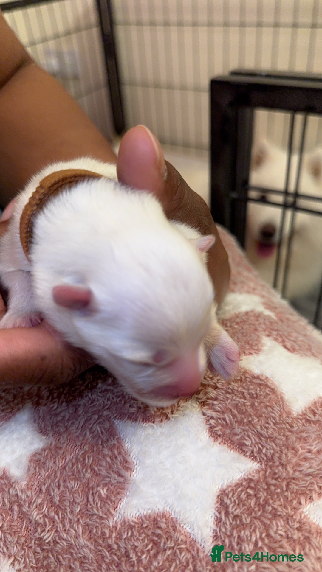 Samoyed dogs for sale: Beautiful Samoyed Pups Ready for a Loving Home  - Advert 14