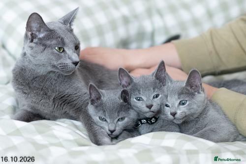 Russian Blue cats Adorable Russian Blue Kittens. - Advert 2